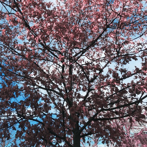 Seppy Selects 6.2020-A