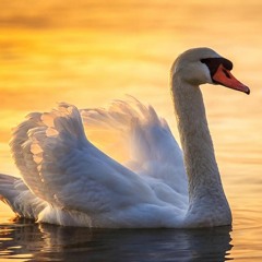 Tchaikovsky Swan Song (from Swan Lake) - John Bogomil (piano)