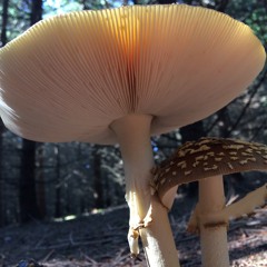 Birth of Amanita "Teaser" (Preview) 20200202