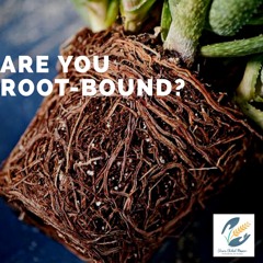 Morning Mist - 3rd February