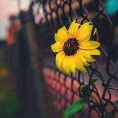 Rotina positiva 🌻 Fato 5- A positividade obedece a um ponto de equilíbrio.