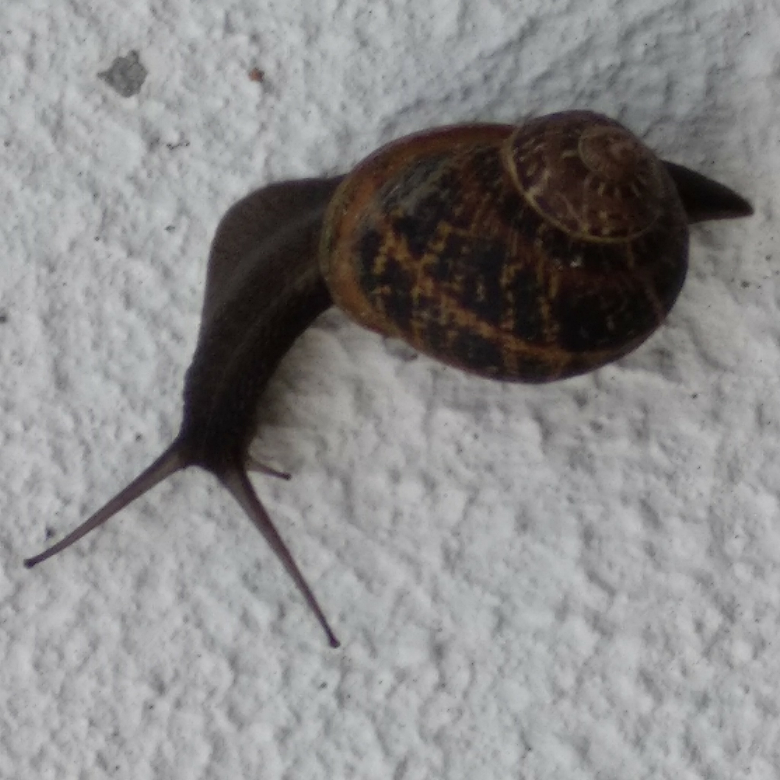 A história do caracol episode artwork