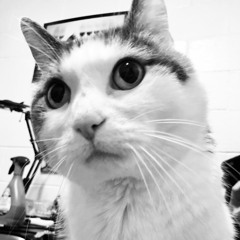 Mr Blue (Catherine Feeny Cover)