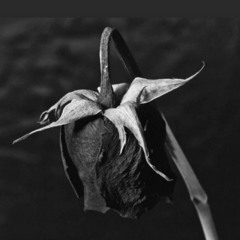 Dead rose