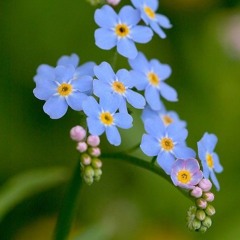 The forget me not lament