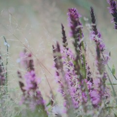 the purple dress song.m4a