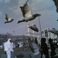 زائر الروضة 🍃💚