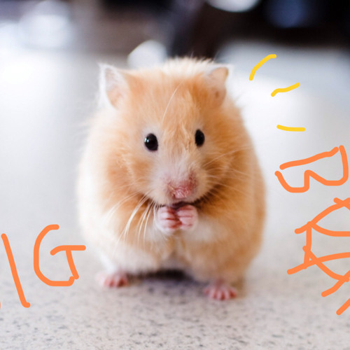 Smart hamster best sale