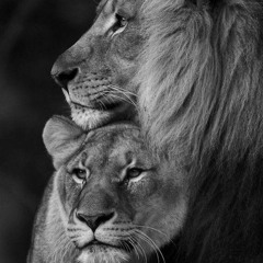 А я куплю билет...