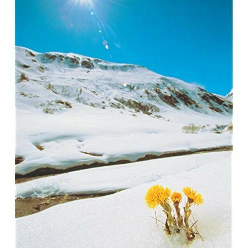 Stream Sabrina Afsana Listen To 夏川りみ あの花のように Playlist Online For Free On Soundcloud