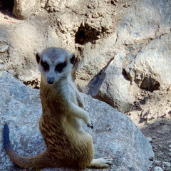 Melancholy meerkat
