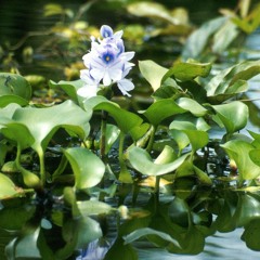 SI PELO EL MANI LO HAGO PIS // 80C.C FREESTYLE ONESHOT