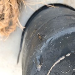 chillin mosquito