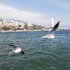mfö - gözyaşlarımızı bitti mi sandın.