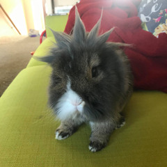 Quarantine day 3 Stoney baloney