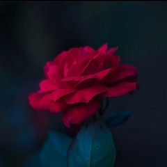 ألسنَا أحَقّ بقَلبٍ سَعِيد !!