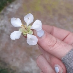 Dog Days Are Over.wav