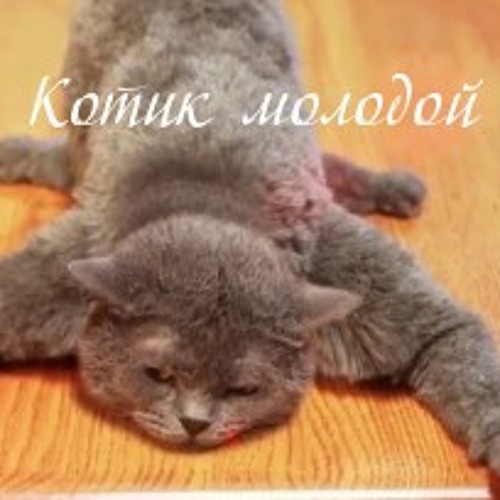 Stream Кот Мурзик - я котик молодой by Играем В Brawl stars | Listen ...