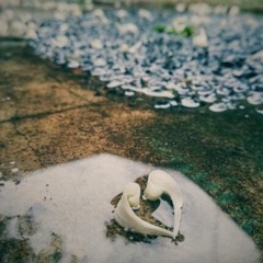 After the rain