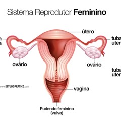 Sistema Reprodutor Feminino (made with Spreaker)