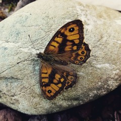 Farfalla bianca cover