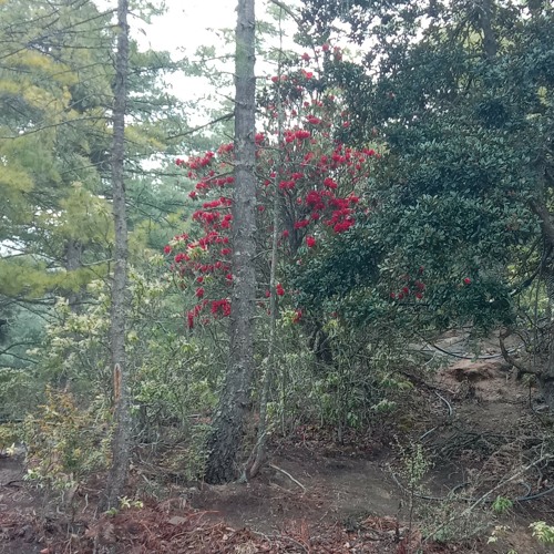 chum tsang chu jusai kangu.mp3