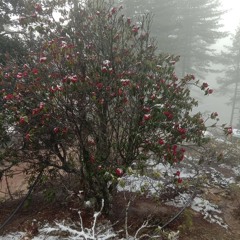 Sa_Zamling_by_Nidup_Dorji.mp3