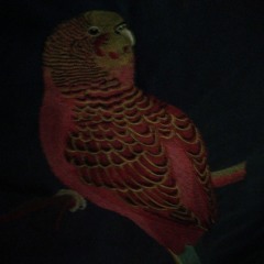 Barzini & Bastu - Box in Hand