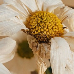 Kita ini apa? Bagian awal -Nawang Nidlo Titisari