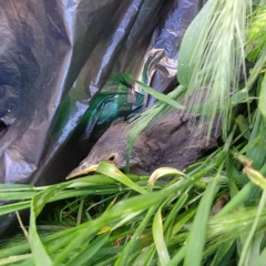 OMINOUS (instrumental)