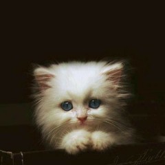 حدوته الذئب و الخراف الصغيرة