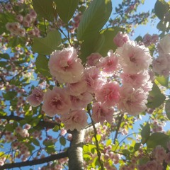 Fireflies - Muciojad - (Slowed down/ Daycore)