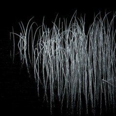 The reeds in the midnight