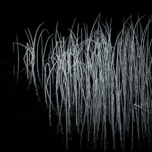 The reeds in the midnight