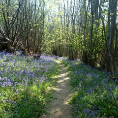 little red riding hood.m4a
