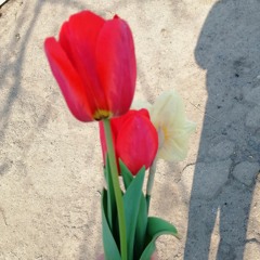 Gena-Голубой вагон "Bass"