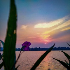 Cánh Hồng Phai Cover