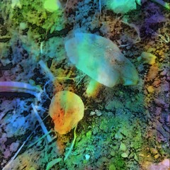 primer intento Trance session