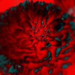 I never wanted it to be this way.