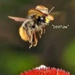 Beehaw