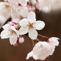 ¡Ven, Señor Jesús!