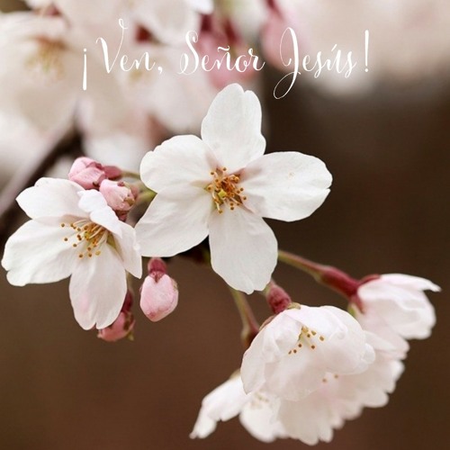 ¡Ven, Señor Jesús!