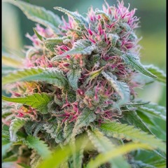 Could Give a Fuck About Fame