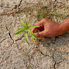 Safeguarding Food Security in sub-Saharan Africa