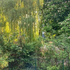 Trees #1