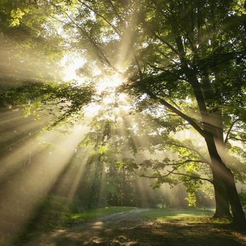 木漏れ日 (Komorebi) Ray of Light