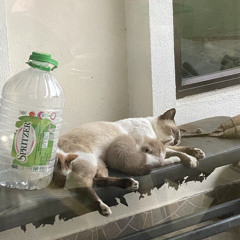 the end of the world