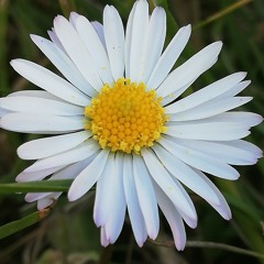 Renuevame, Senor Jesus- en espanol y estonio