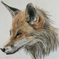 Widowed Fox on The Prowel