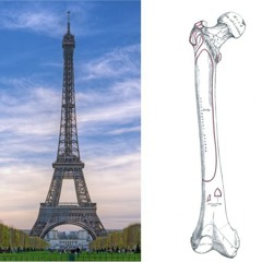 S01E11 La Tour Eiffel est inspirée... du fémur humain!